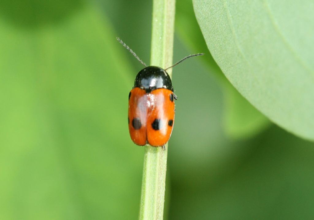 Chrysomelidae: Lachnaia sp.? No, Cryptocephalus trimaculatus (cfr.)